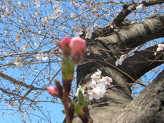 芽