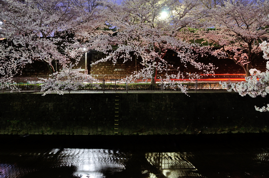 川辺の夜桜