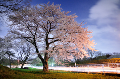 土手下の夜桜（１）