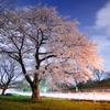 土手下の夜桜（１）