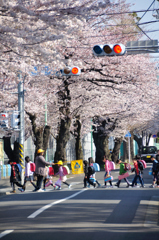 桜も見守る