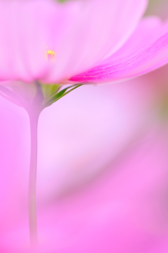 やさしい誘惑
