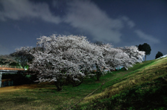 土手下の夜桜（３）