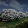 土手下の夜桜（３）
