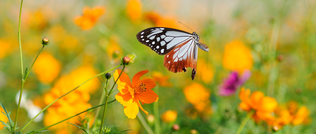 ソフトに～アサギマダラ