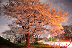 土手下の夜桜（４）