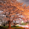 土手下の夜桜（４）