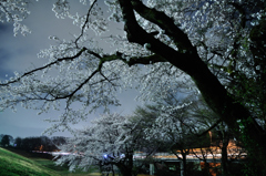 土手下の夜桜（２）