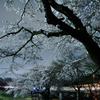 土手下の夜桜（２）