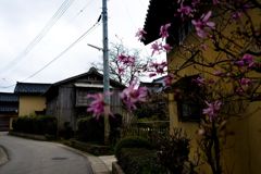 さくら