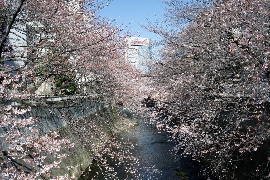 通勤路のさくら