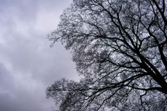 木