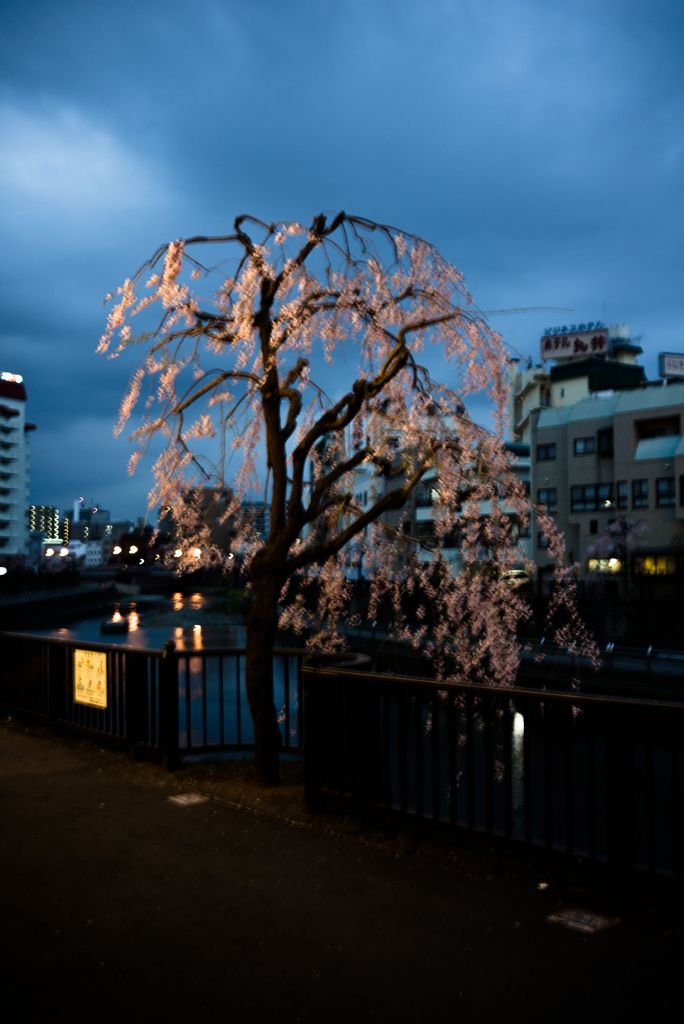 川岸のさくら