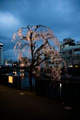 川岸のさくら