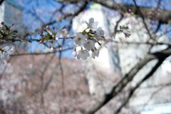 通勤路のさくら