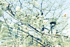 通勤路のさくら