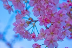 今年初桜