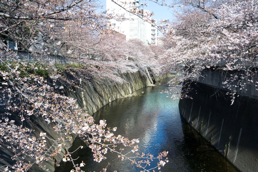 通勤路のさくら