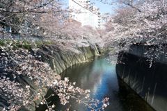 通勤路のさくら