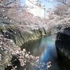 通勤路のさくら