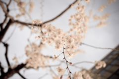 sakura
