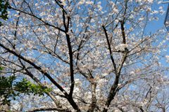 通勤路のさくら