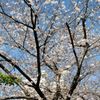 通勤路のさくら