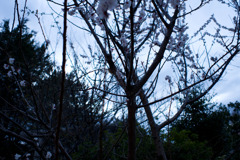 L1000097