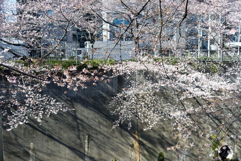 通勤路のさくら