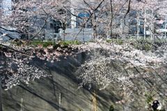 通勤路のさくら