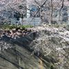 通勤路のさくら