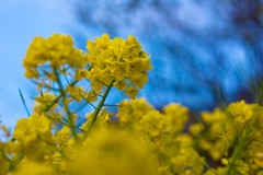 菜の花