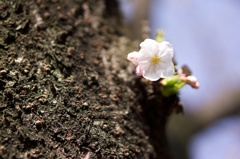 一輪の桜