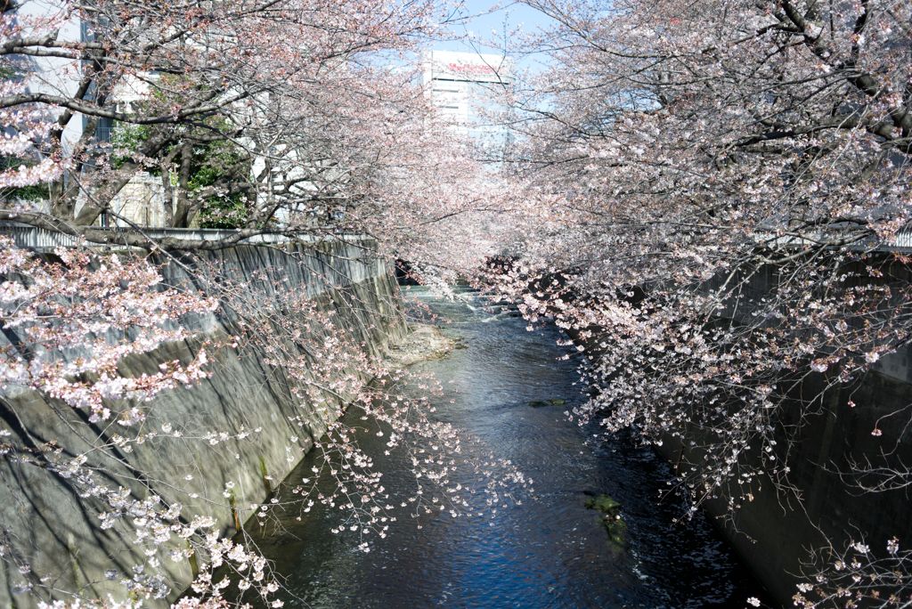 通勤路のさくら