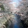 通勤路のさくら