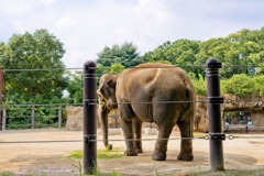 上野動物園