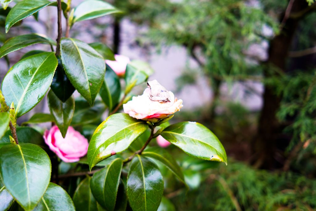 かえる