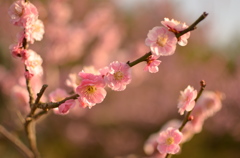梅の花