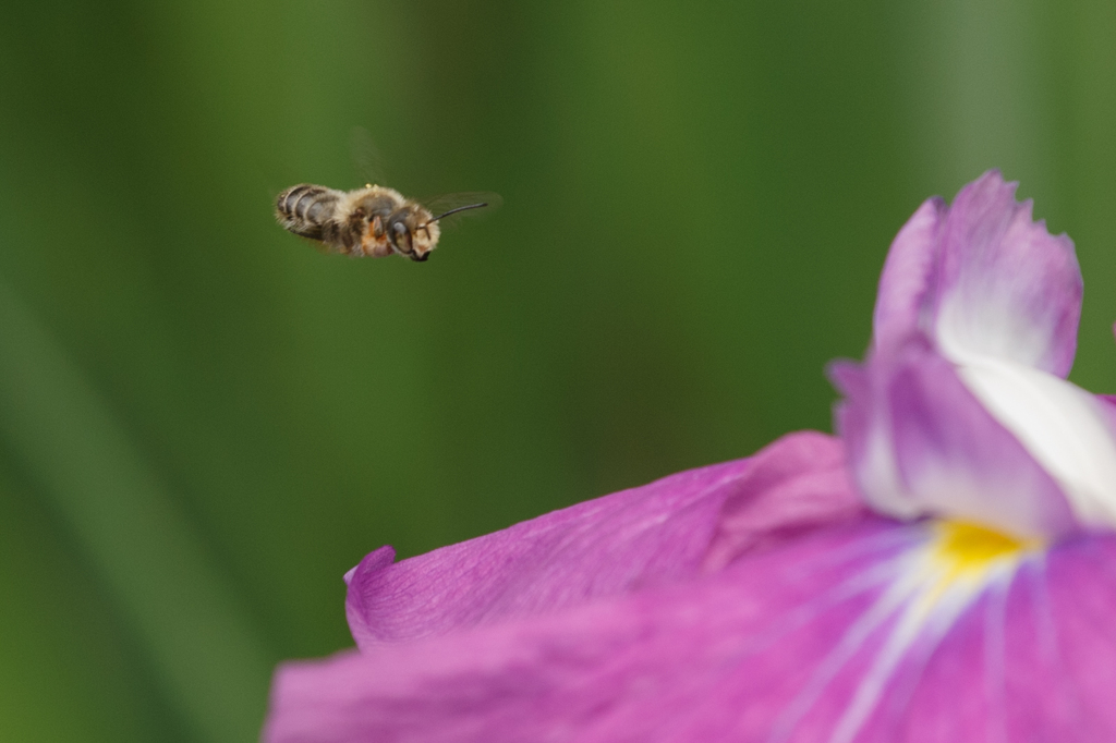 菖蒲３