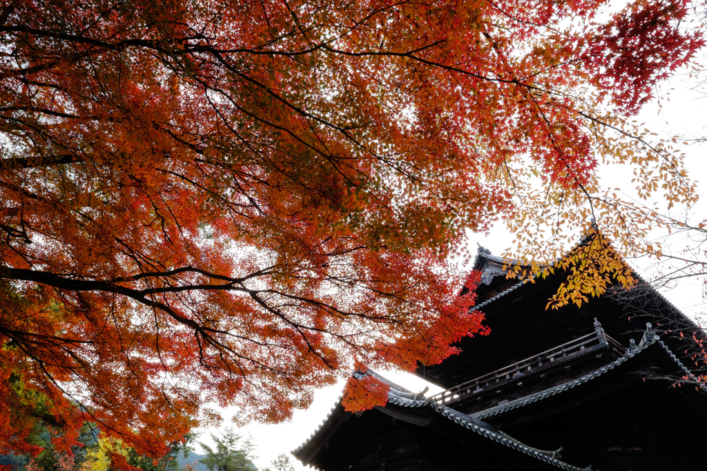2014紅葉-1