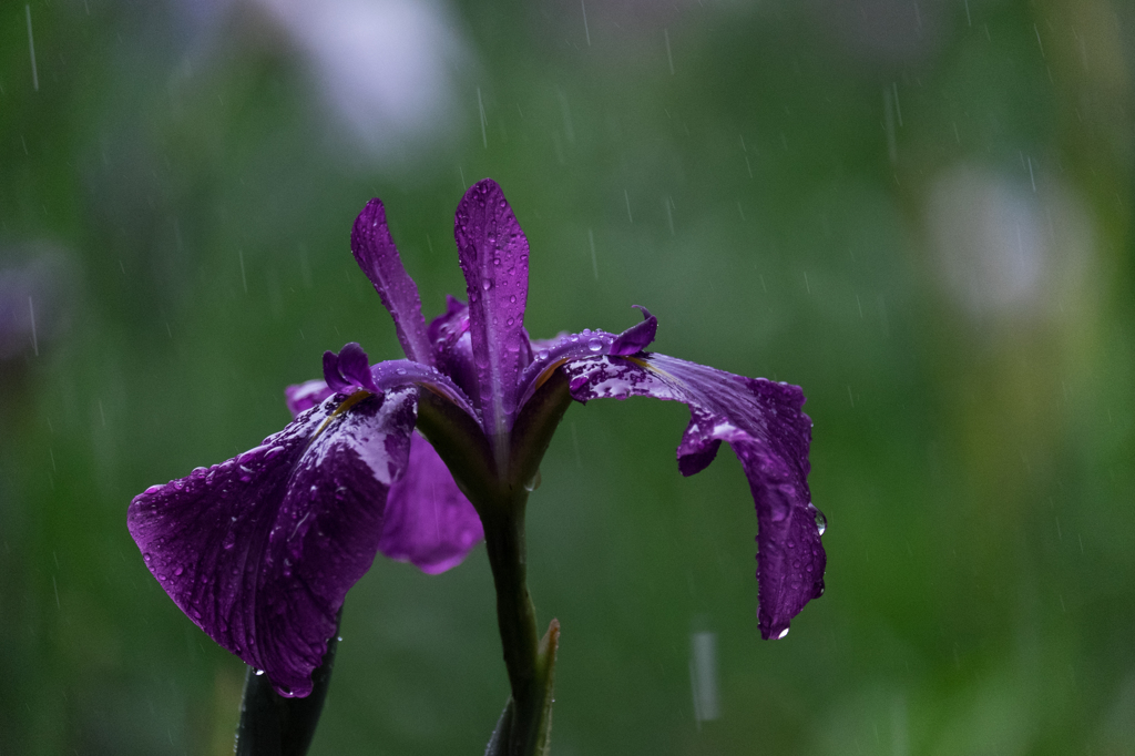 雨にうたれながら