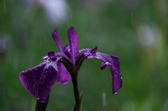 雨にうたれながら