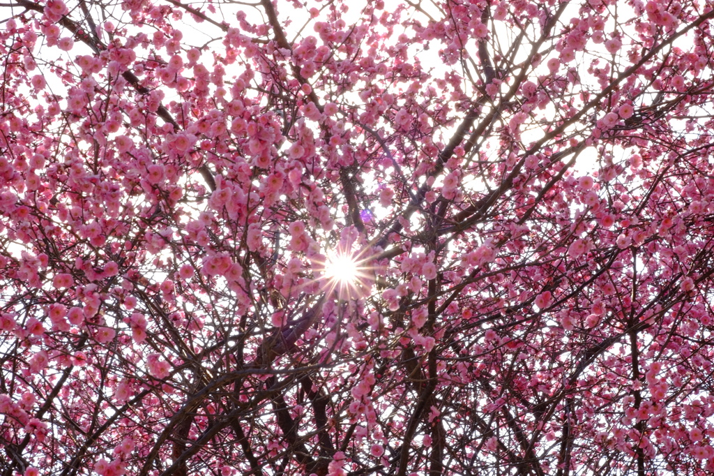 春の光