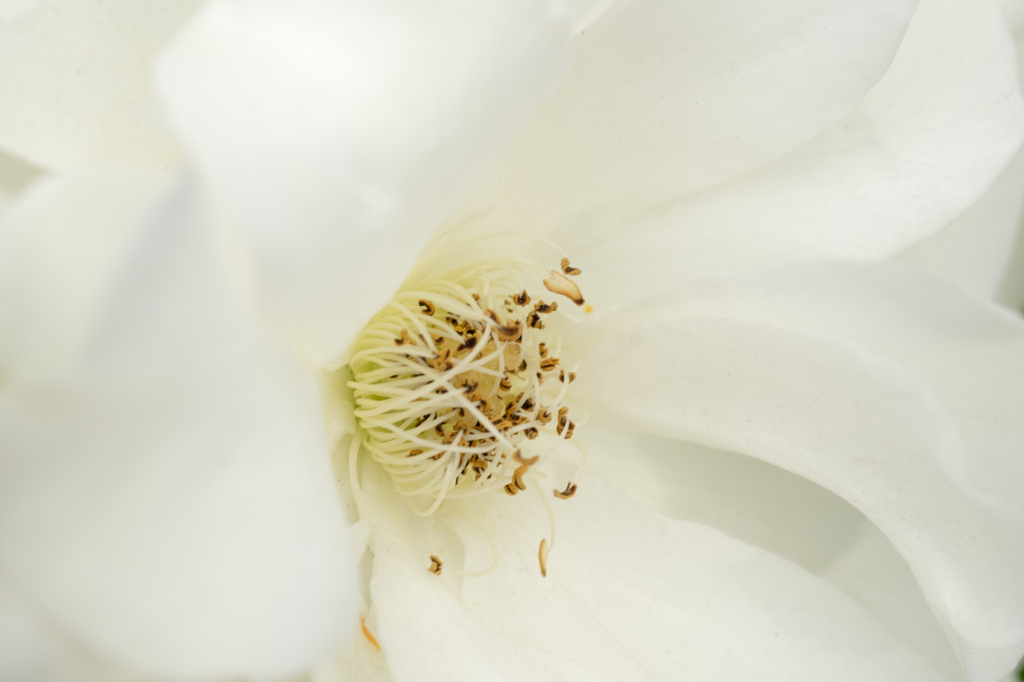 ホワイトニング