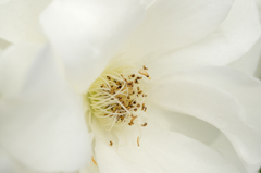 ホワイトニング