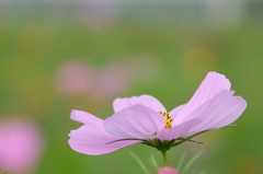 淡麗