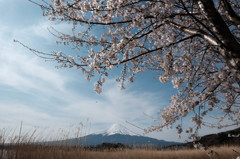 仰ぎ見る富士