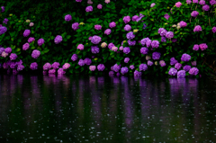 雨とアジサイ