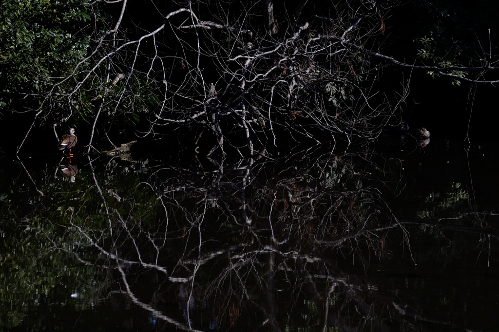 池のほとりにて