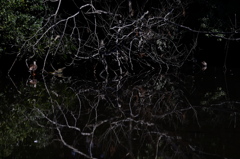 池のほとりにて